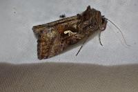 Autographa gamma
