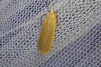 Katha depressa