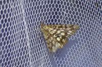 Chiasmia clathrata