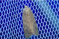 Spodoptera exigua