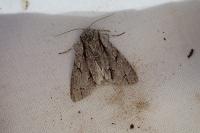 Acronicta psi/tridens
