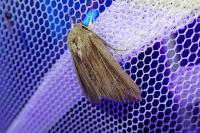 Mythimna riparia