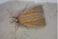 Mythimna impura