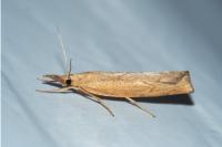 Pediasia contaminella