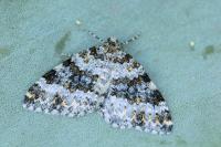 Entephria flavicinctata corsaria