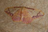 Idaea ostrinaria
