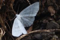 Cabera pusaria