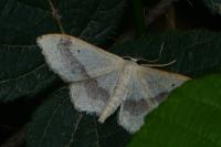 Idaea aversata