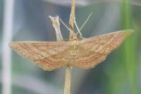 Idaea ochrata