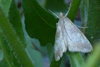 Evergestis