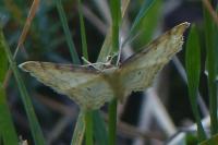 Idaea humiliata
