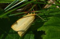 Cybosia mesomella