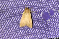 Mythimna unipuncta