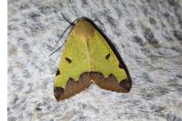 Ophiusa tirhaca