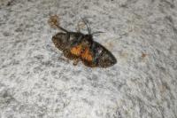 Polyphaenis sericata