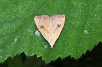 Rivula sericealis