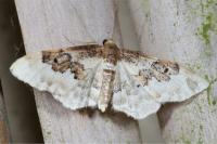 Idaea rusticata
