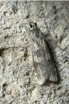 Nomophila noctuella