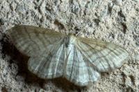 Idaea macilentaria