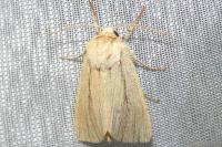 Mythimna impura