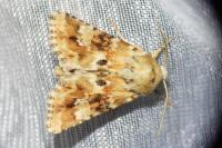 Eremobia ochroleuca