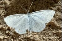 Scopula immutata