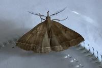 Polypogon plumigeralis