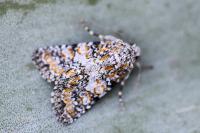 Hadena luteocincta