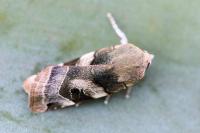 Noctua fimbriata
