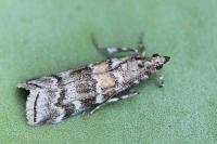 Dioryctria abietella
