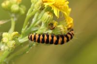 Tyria jacobaeae