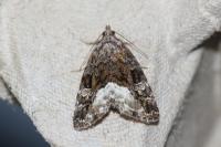 Deltote pygarga