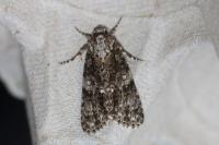 Acronicta rumicis