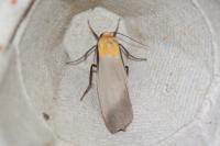Lithosia quadra