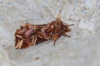 Callopistria juventina