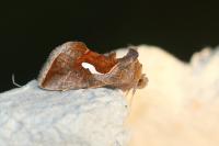 Macdunnoughia confusa