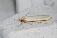 Manulea complana