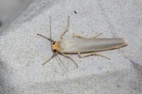 Manulea complana