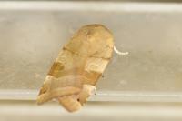 Noctua fimbriata/tirrenica