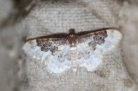 Idaea rusticata
