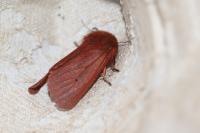 Phragmatobia fuliginosa