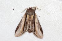 Pheosia tremula