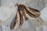 Pheosia tremula