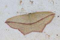 Timandra comae