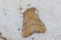 Malacosoma neustria