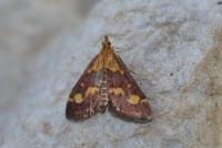 Pyrausta purpuralis