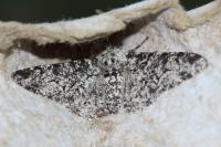 Biston betularia