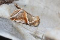 Habrosyne pyritoides