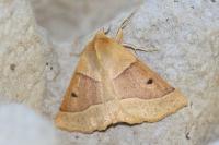 Crocallis elinguaria