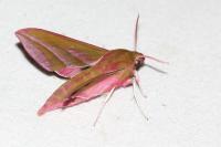 Deilephila elpenor